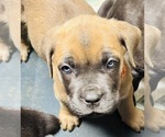 Puppy Cheyenne Cane Corso