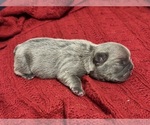 Puppy Daisy French Bulldog