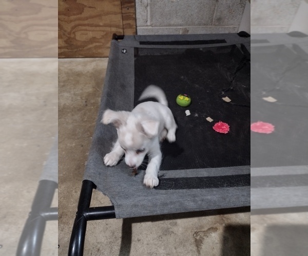 Medium Photo #1 Chihuahua Puppy For Sale in CONLEY, GA, USA