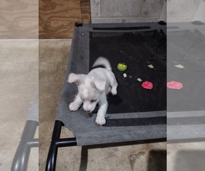 Chihuahua Puppy for sale in CONLEY, GA, USA
