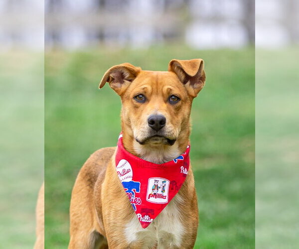 Medium Photo #1 Mutt Puppy For Sale in Unionville, PA, USA