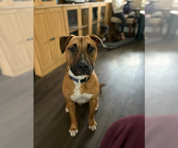 Medium Photo #2 Bull Terrier-Unknown Mix Puppy For Sale in Woodland Hills, CA, USA