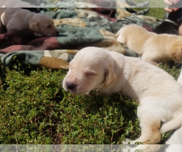 Medium Photo #10 Labrador Retriever Puppy For Sale in JACKSON, MN, USA
