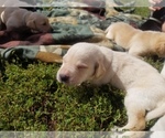 Small Photo #10 Labrador Retriever Puppy For Sale in JACKSON, MN, USA