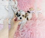Small #18 Yorkshire Terrier