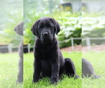 Small #6 Labrador Retriever