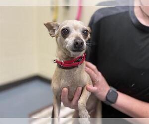 Chihuahua Dogs for adoption in Denver, CO, USA