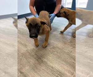 German Shepherd Dog-Unknown Mix Dogs for adoption in Imlay City, MI, USA