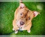 Small #1 American Pit Bull Terrier