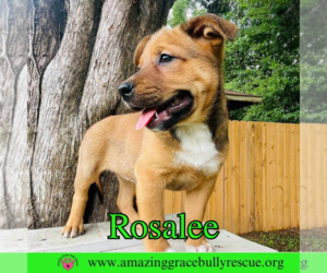 Rosalee - Female Chow Chow-Unknown Mix Dog for Adoption - Photo #23