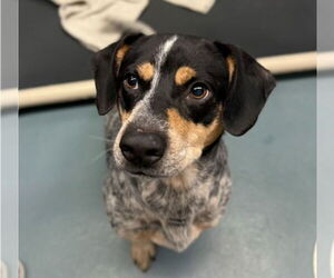 Beagle-Unknown Mix Dogs for adoption in Lakewood, CO, USA