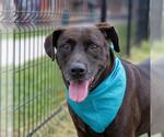 Small Labrador Retriever Mix