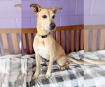 Small #2 Labrador Retriever Mix