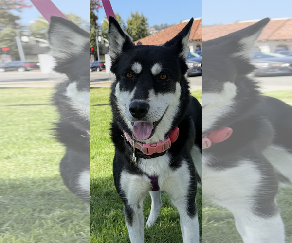 Medium Photo #6 Huskies -Unknown Mix Puppy For Sale in Lake Elsinore, CA, USA