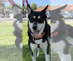 Small #5 Huskies  Mix