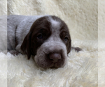 Small Photo #1 German Shorthaired Pointer Puppy For Sale in CALDWELL, ID, USA