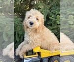 Small #1 Goldendoodle mix (+ Poodle Miniature)