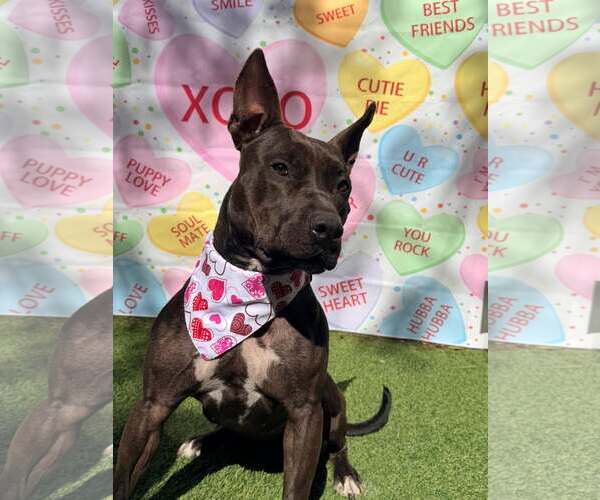 Medium Photo #5 Mutt Puppy For Sale in Pompano Beach , FL, USA