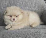 Small #2 Pomeranian