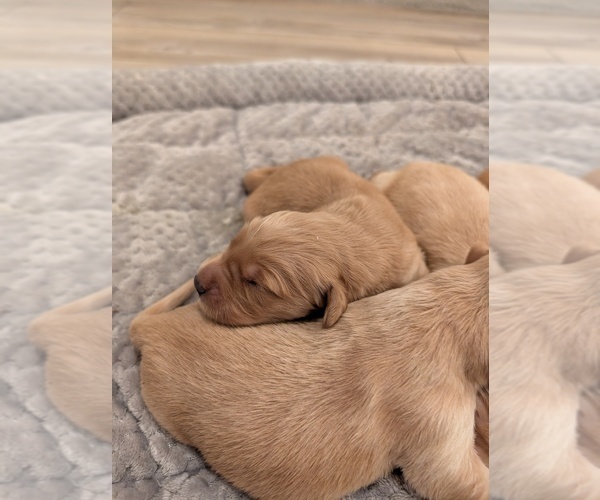 Medium Photo #9 English Cream Golden Retriever Puppy For Sale in SACRAMENTO, CA, USA