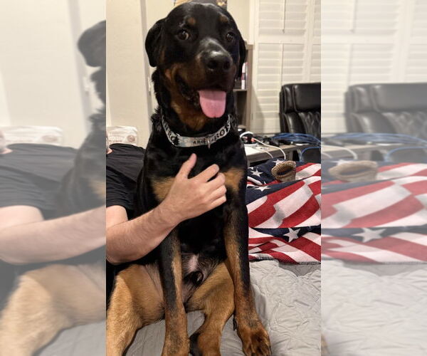 Medium Photo #2 Rottweiler Puppy For Sale in Gilbert, AZ, USA
