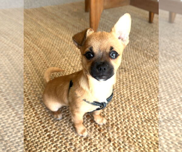 Medium Photo #2 Chiranian Puppy For Sale in Bellevue, WA, USA