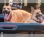 Small #2 Belgian Malinois