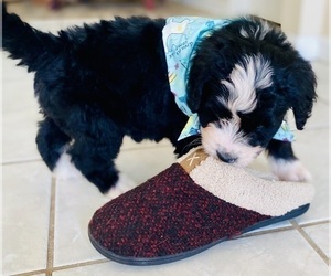 Bernedoodle Puppy for sale in FLEMING ISLAND, FL, USA