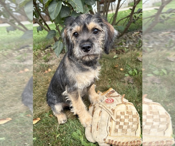 Medium Photo #1 Schnoodle (Miniature) Puppy For Sale in MIDDLEBURY, IN, USA