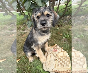 Schnoodle (Miniature) Puppy for sale in MIDDLEBURY, IN, USA