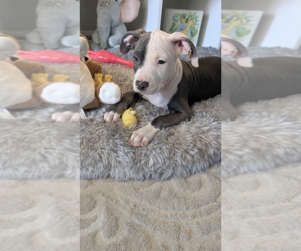 Medium Photo #1 American Bully Puppy For Sale in GROVETOWN, GA, USA