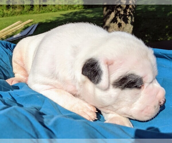 Medium Photo #17 American Bulldog Puppy For Sale in MILLS RIVER, NC, USA