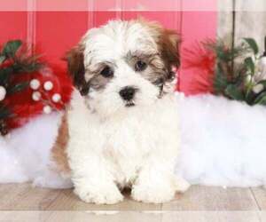 Zuchon Puppy for sale in MOUNT VERNON, OH, USA