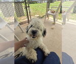 Small #1 Shih-Poo
