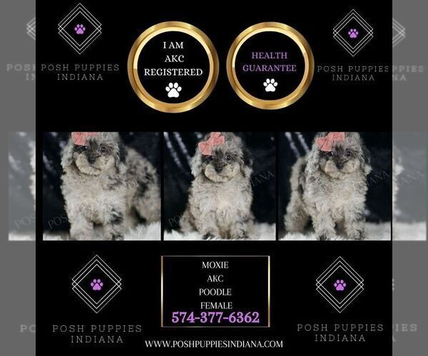 Medium Photo #2 Poodle (Toy) Puppy For Sale in WARSAW, IN, USA
