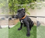 Puppy Orange collar Cane Corso