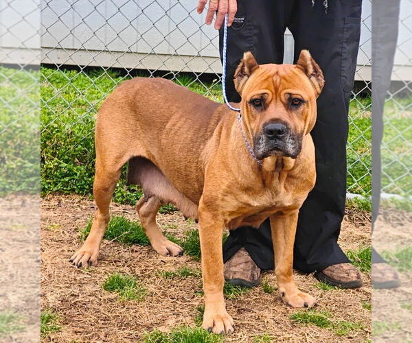 Medium Photo #5 Mutt Puppy For Sale in Talladega, AL, USA