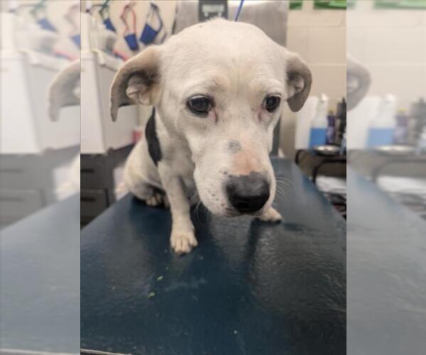 Medium Photo #1 Dachsador Puppy For Sale in Mobile, AL, USA