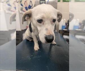 Dachsador Dogs for adoption in Mobile, AL, USA