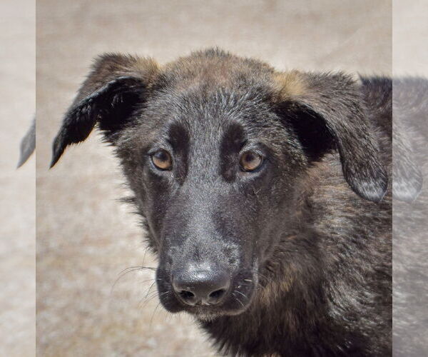Medium Photo #1 German Shepherd Dog-Huskies  Mix Puppy For Sale in Huntley, IL, USA