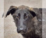 Small German Shepherd Dog-Huskies  Mix