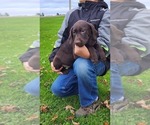 Image preview for Ad Listing. Nickname: Litter of 2