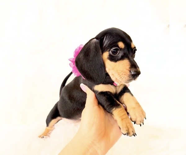 Medium Photo #7 Dachshund Puppy For Sale in DAVIS, CA, USA