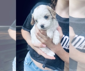 Cavachon Puppy for sale in HOWELL, MI, USA