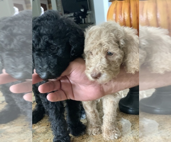 Medium Photo #16 Poodle (Standard) Puppy For Sale in TAMPA, FL, USA
