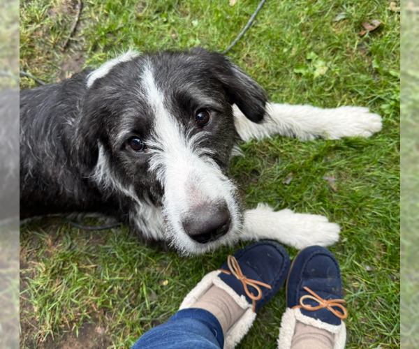 Medium Photo #3 Mutt Puppy For Sale in Brooklyn Center, MN, USA