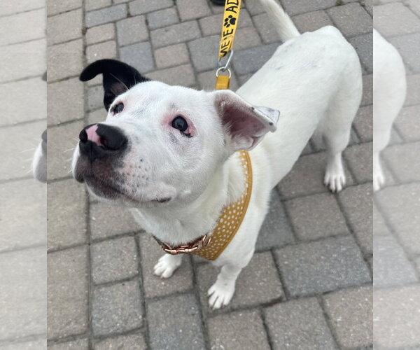 Medium Photo #2 American Bulldog-Unknown Mix Puppy For Sale in Germantown, OH, USA