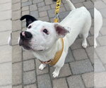 Small #1 American Bulldog Mix