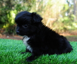 Small Photo #5 Chiranian Puppy For Sale in SAINT AUGUSTINE, FL, USA