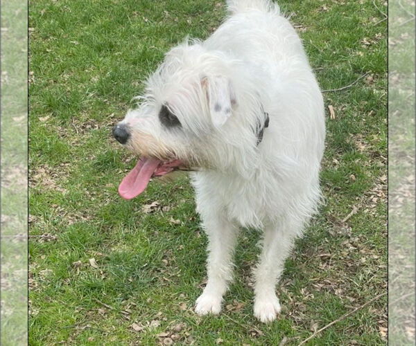 Medium Photo #4 Mutt Puppy For Sale in Germantown, OH, USA